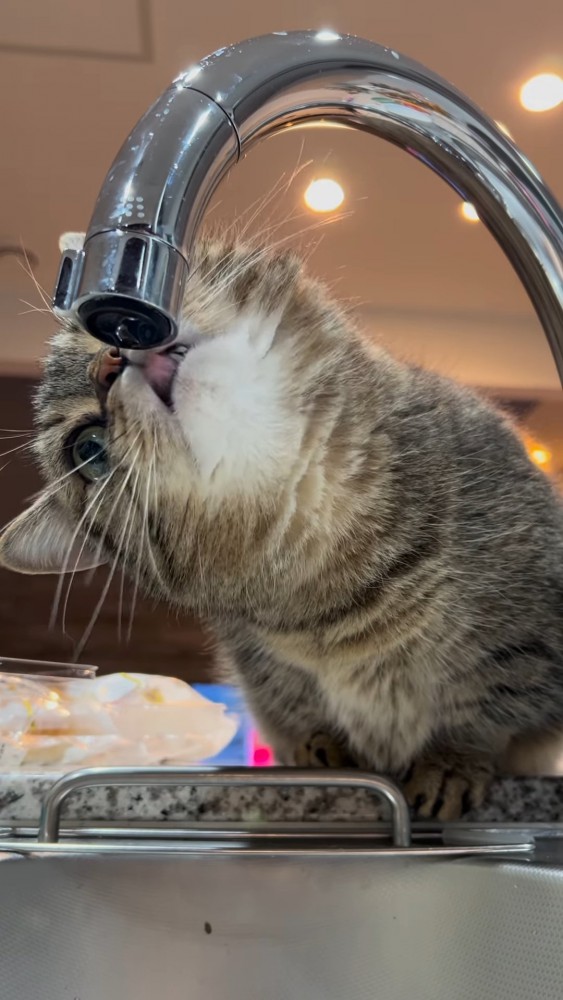 水滴をなめようとする猫