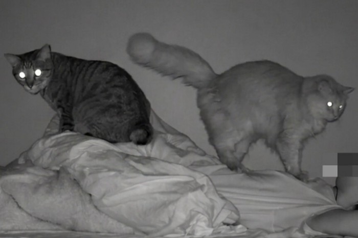 ベッドに横たわる人の上に乗る2匹の猫2