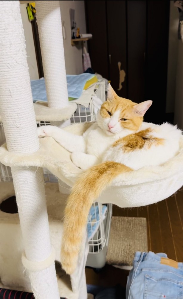 キャットタワーでくつろぐ保護猫