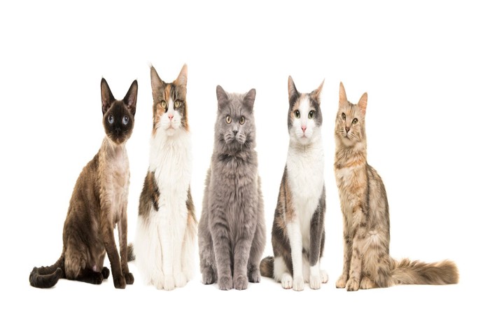種類の違う5匹の猫