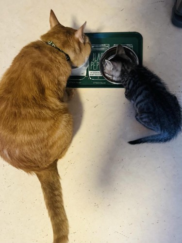 食事中の成猫と子猫