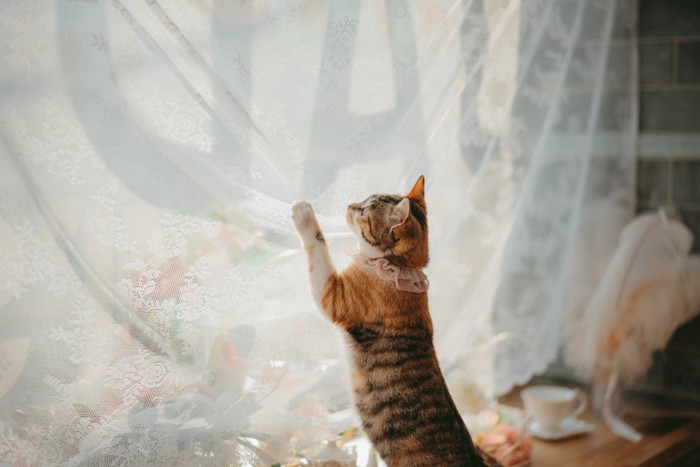 カーテンで遊ぶ猫