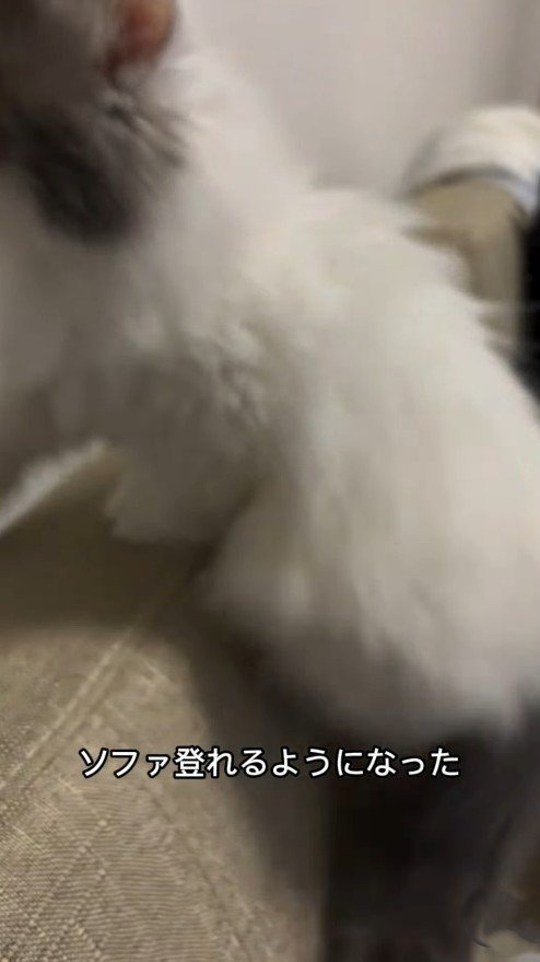 ソファに登る子猫