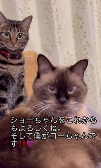カメラ目線の2匹の猫