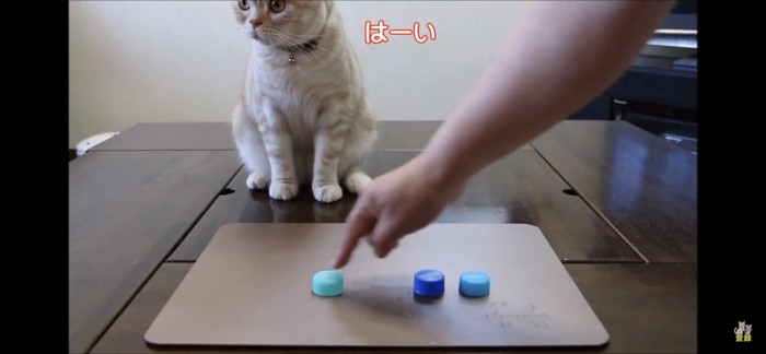 そっぽ向く猫