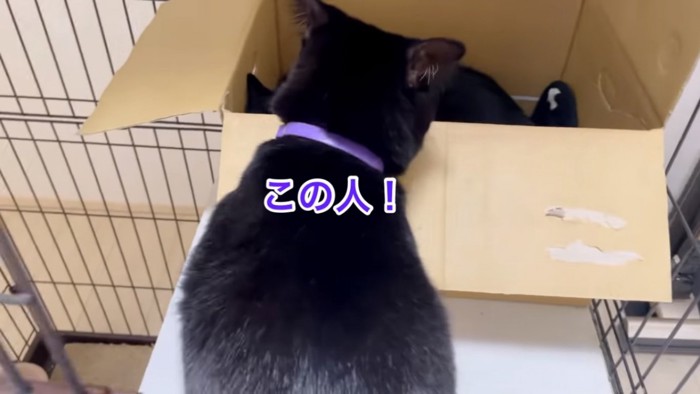 保護猫に気付く