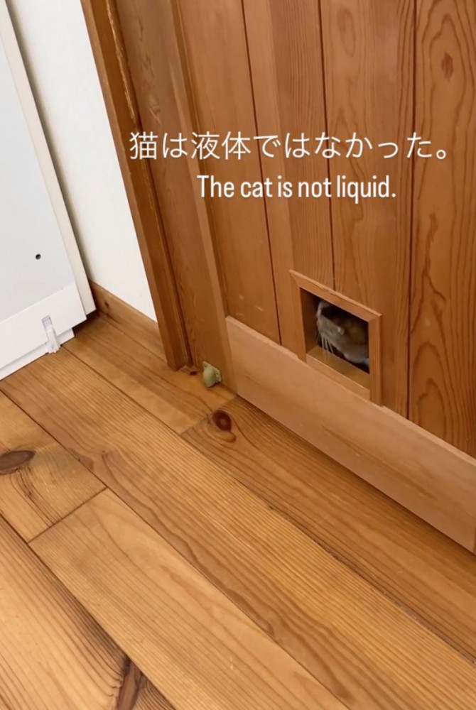 立ち去る猫