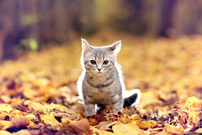 落ち葉の上に座る子猫