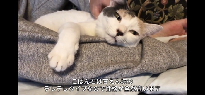 甘える猫