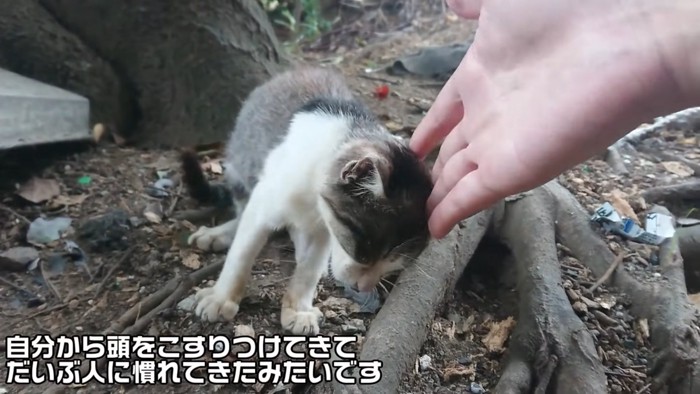 人の手に頭をくっつける子猫