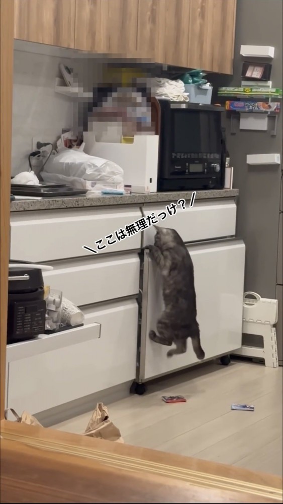 引き出しに手をかける猫