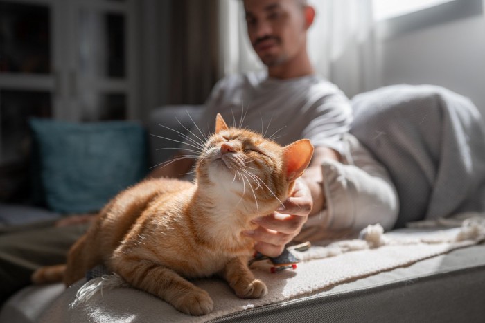 猫の首を撫でる男性