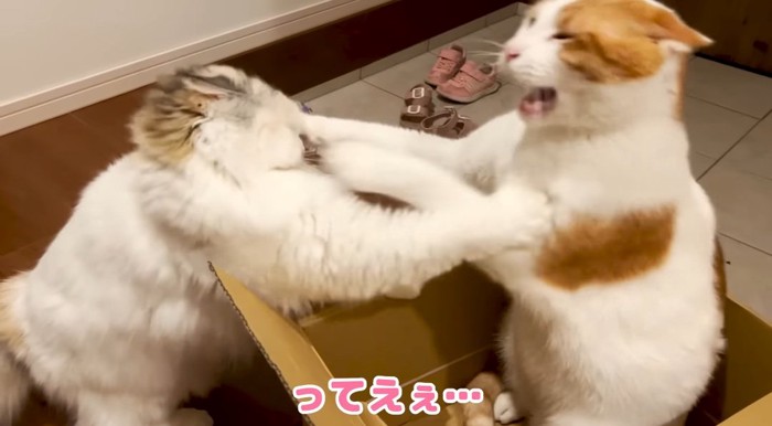 揉み合う猫