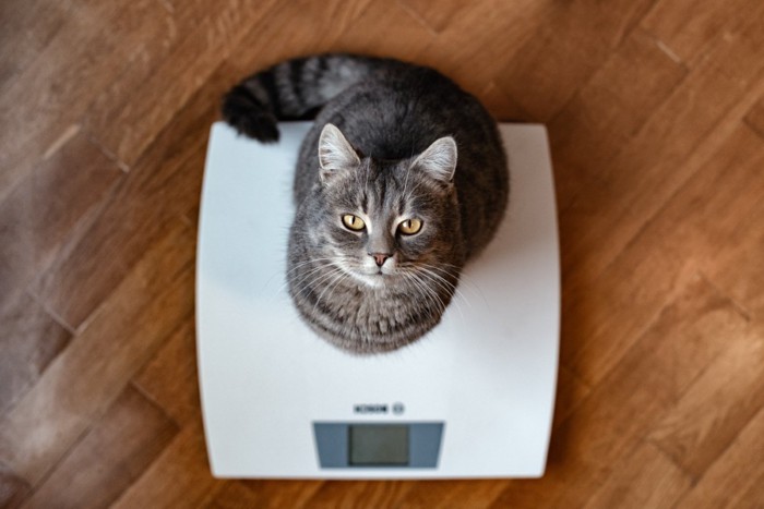 体重計にのって上を見上げる猫