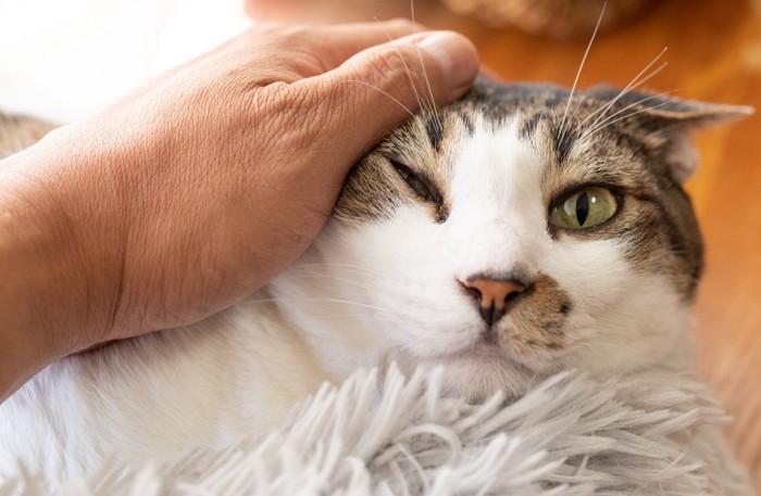 撫でられるのが嫌そうなキジトラ猫