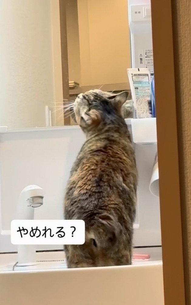 洗面台に上がって歯ブラシに顔を擦り付ける猫