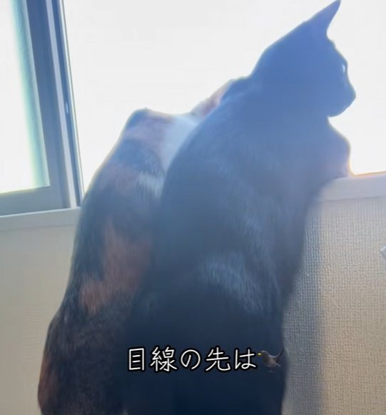 の外を見る二匹の猫