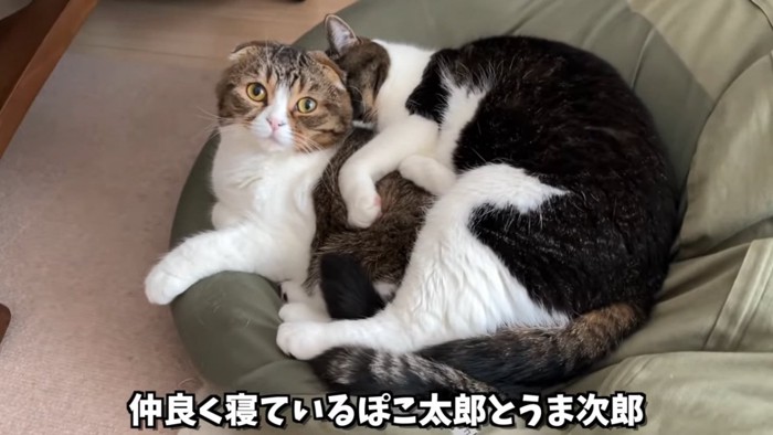 くっついて寝る猫