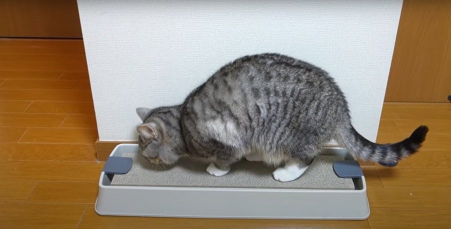 爪とぎの上の猫