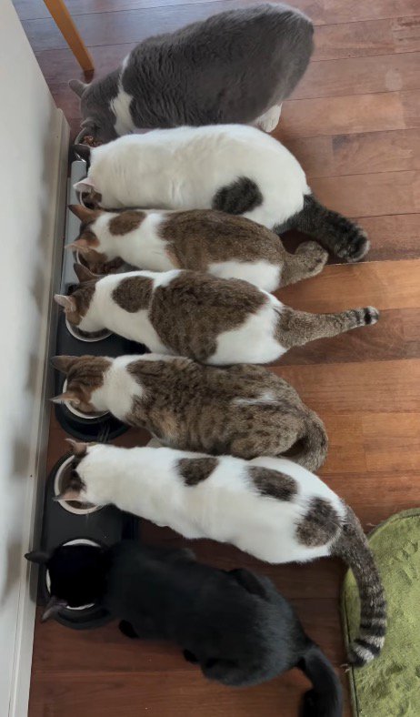 一列に並んでそれぞれの皿に入れられたごはんを食べる猫たち