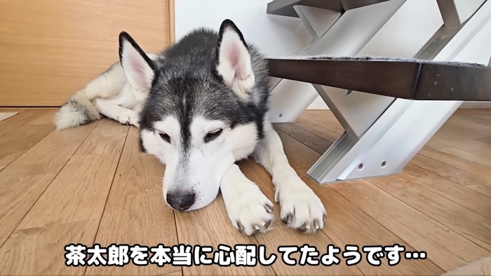 床に伏せるはっちゃん