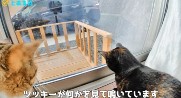 外を眺める猫