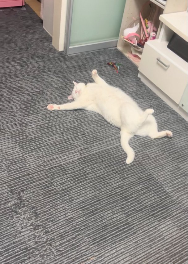 気にしない猫