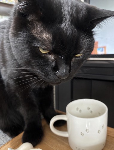 飼い主のコップの前に座る猫