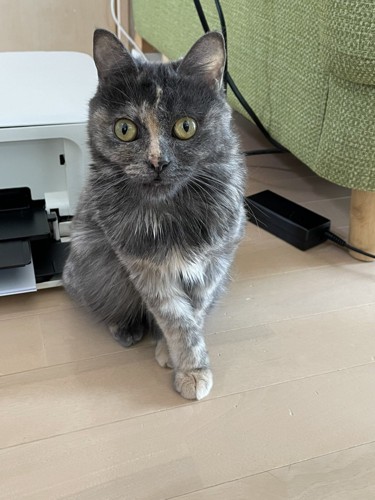 座る猫