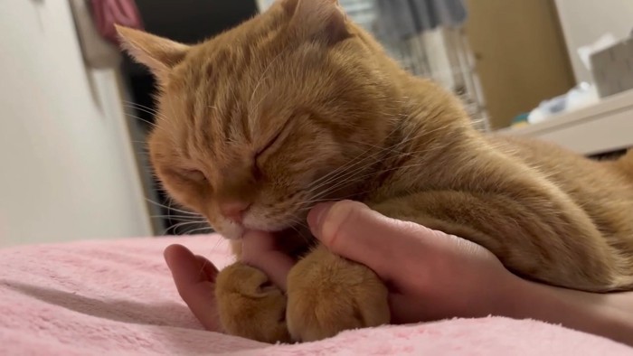 指をしゃぶる猫