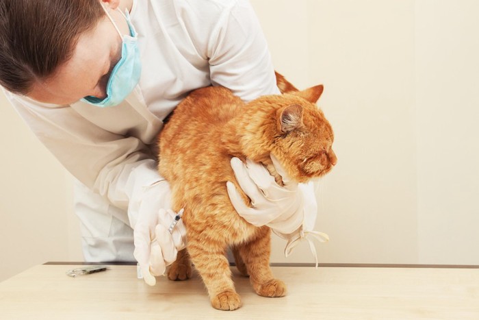 注射される猫