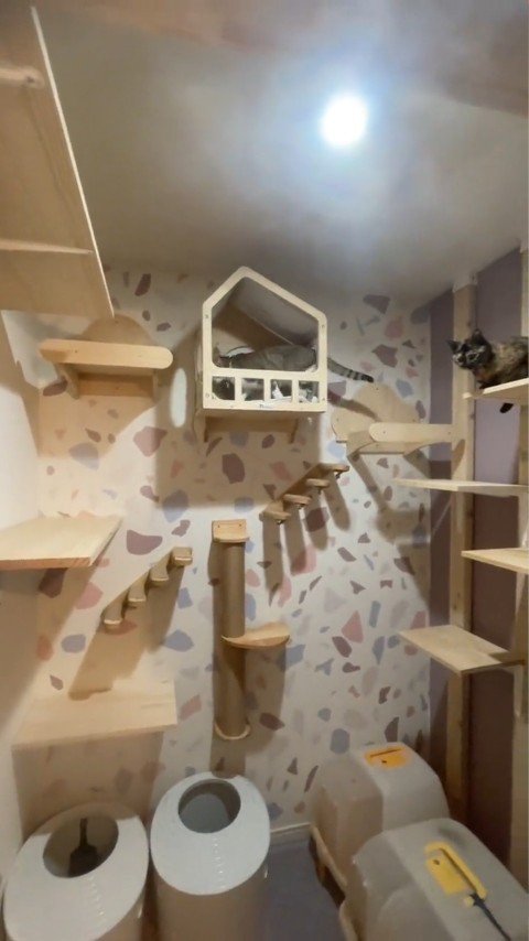 猫部屋にいる猫たち