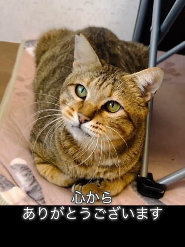 見上げる猫