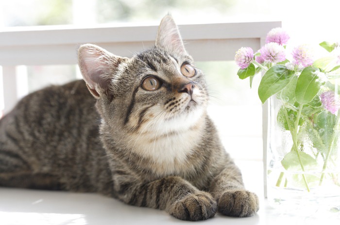 猫と花の写真