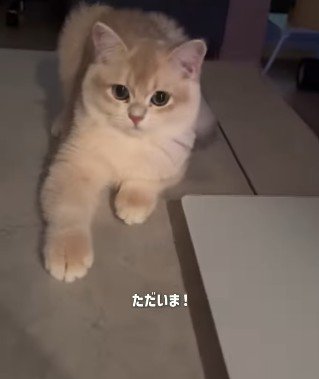 ただいまと声をかけられる猫