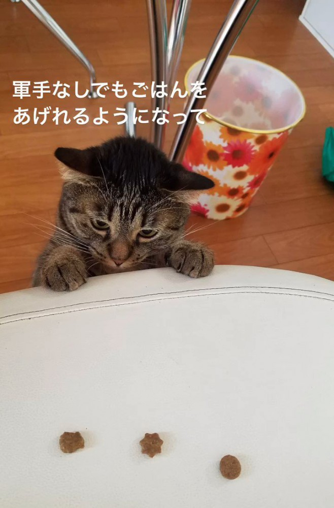 フードを見つめる猫