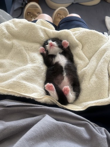 仰向けの猫