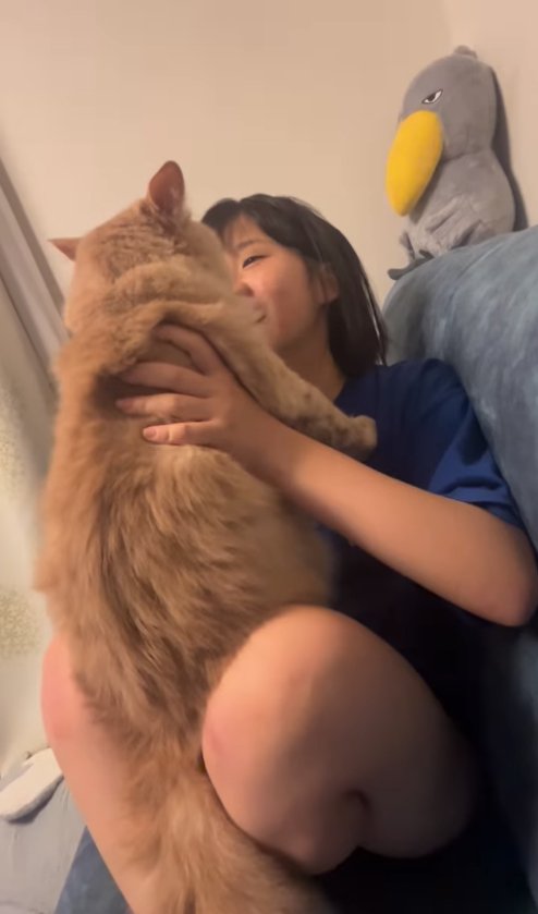 飼い主の膝に抱っこされている猫の後ろ姿