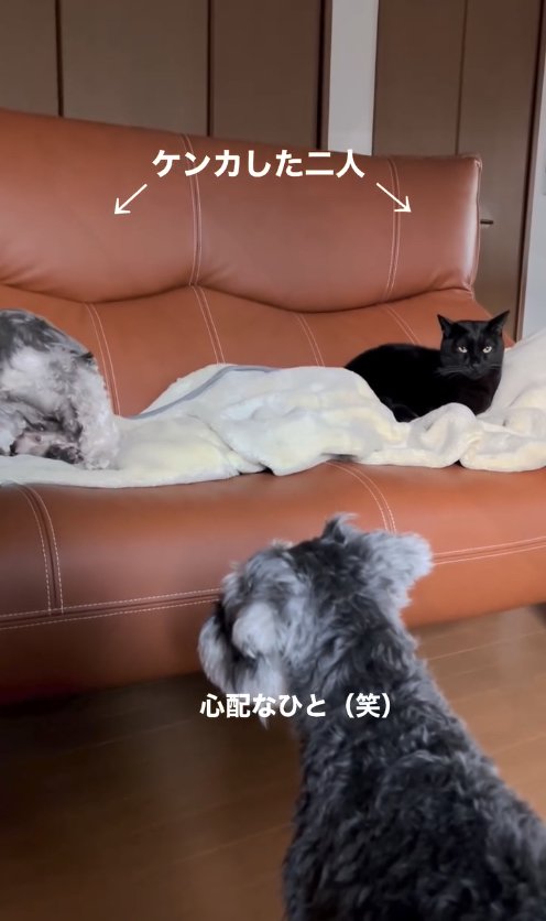 ソファの上にいる猫と犬と、床にいる犬