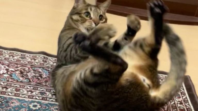 遊んでいる猫