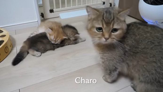 寝てる猫と母猫