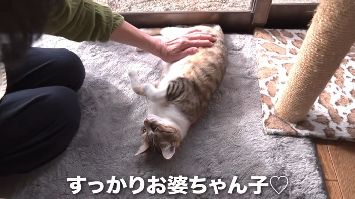 お腹をなでられる猫