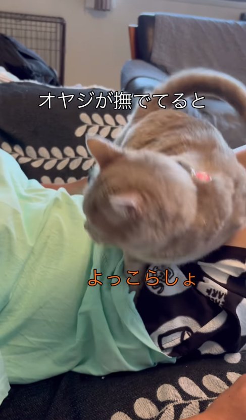 飼い主の膝の上で立ち上がる猫