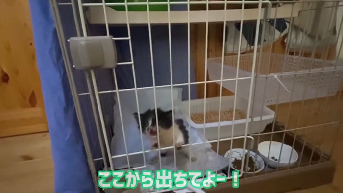 ケージの中で鳴く子猫