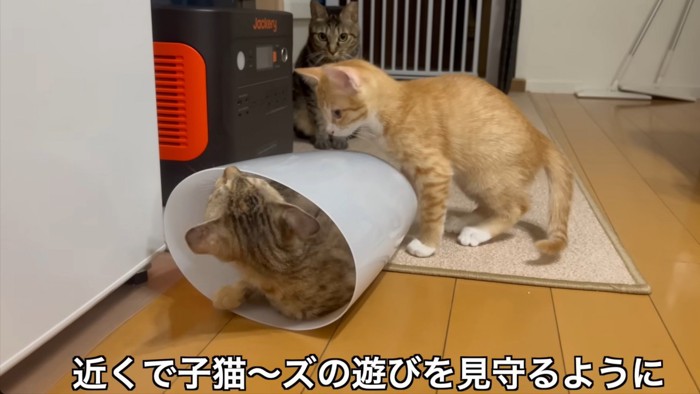 遊ぶ二匹の子猫を見守る猫