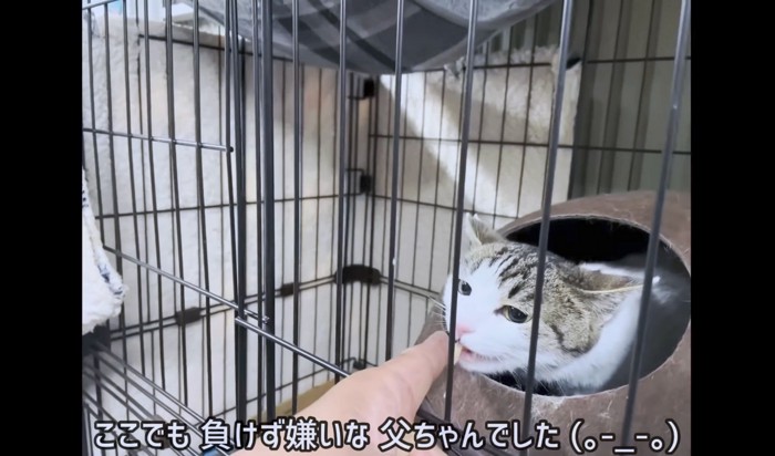 父ちゃんの根気にはたたみちゃんも敗北