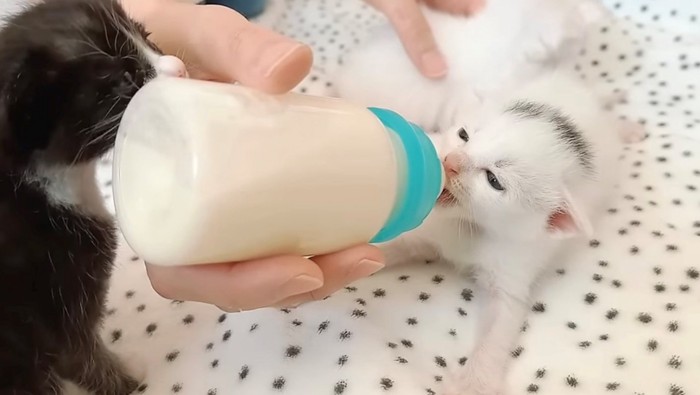 ミルクを飲む白い子猫（頭に黒い模様あり）