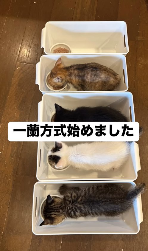 収納ケースの中でご飯を食べている4匹の子猫「一蘭方式始めました」