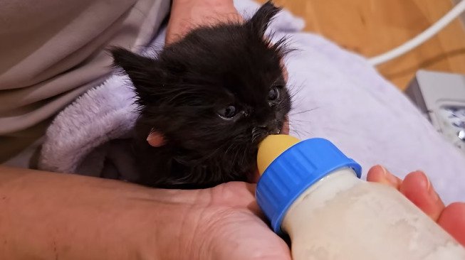 哺乳瓶でミルクを飲む子猫