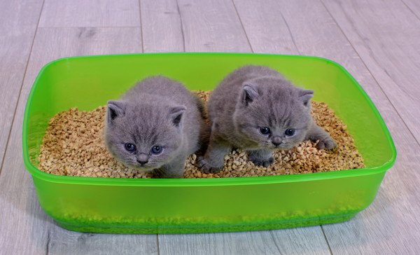 猫のトイレに入っている2匹の子猫